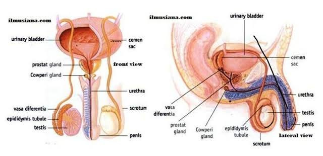 Human Reproductive Anatomy